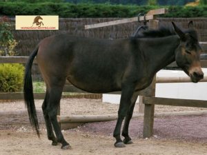 Donkeys Breeding with Horses: Unraveling the Fascinating Possibilities