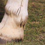 Arthritis In Horses Hocks