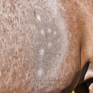 Dew Poisoning In Horses