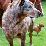 Dogs That Look Like Horses