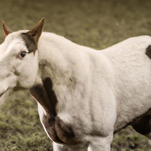 Fibrotic Myopathy In Horses