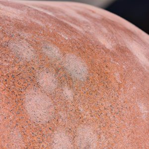 Pictures Of Warts On Horses