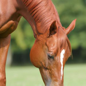Treating Colic In Horses With Beer