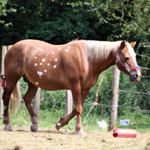 Wobbler Syndrome In Horses
