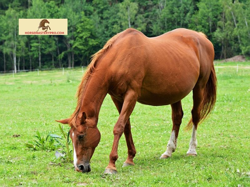 Average Duration of Horse Pregnancy