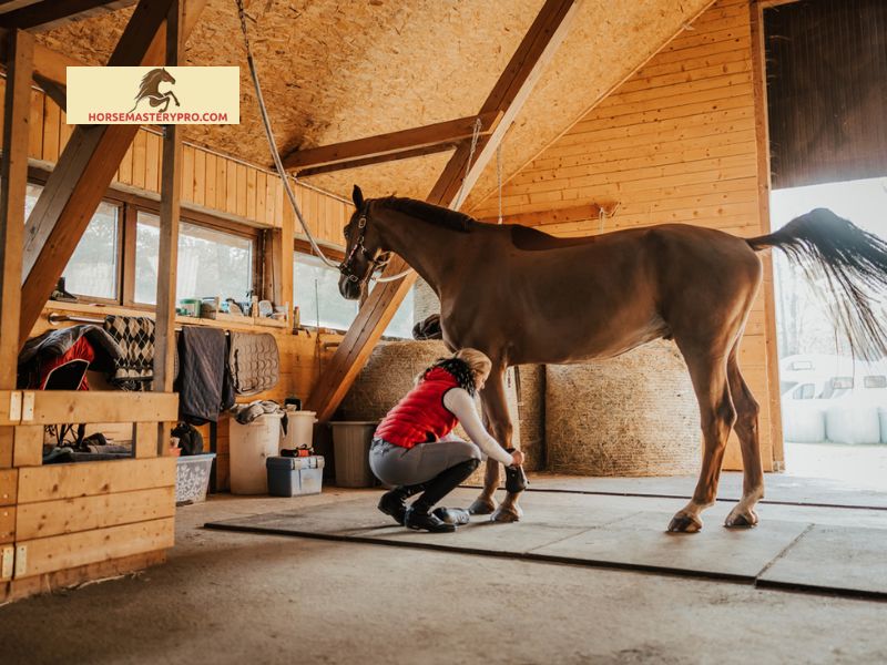 Treatment Options for Stocking Up in Horses