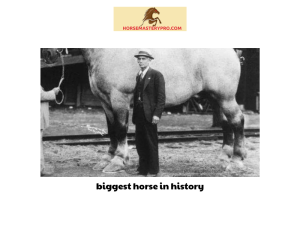 biggest horse in history